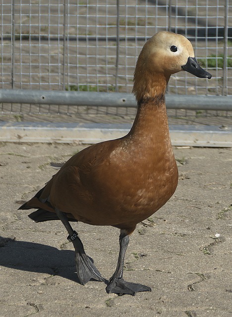 賽季