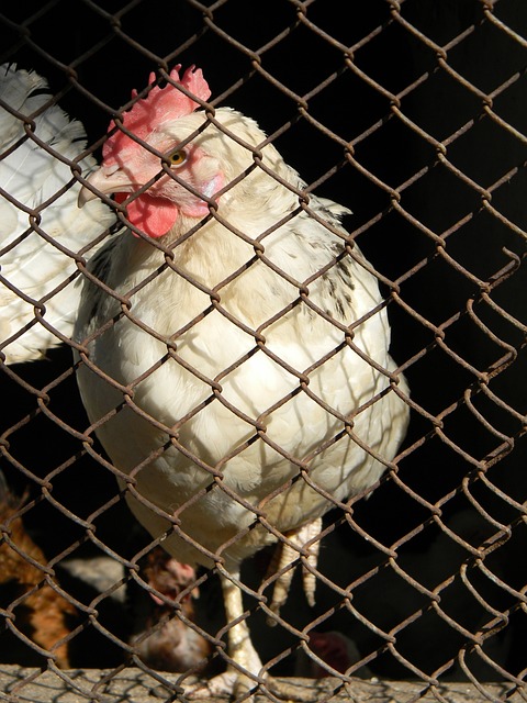 鬼木達並未 鬼木達並未